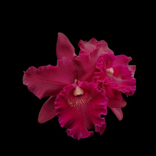 Cattleya Alliance - Rlc. Hey Song 'Tian Mu' Cattleya La Foresta Orchids 