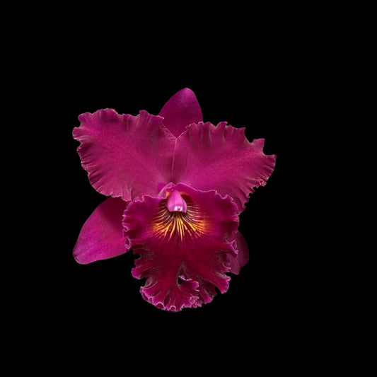 Cattleya Alliance - Rlc. Kyoko Takahashi ‘Volcano Queen’ Cattleya La Foresta Orchids