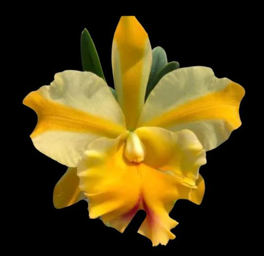 Cattleya Alliance - Rlc. Miss Thailand Cattleya La Foresta Orchids Rlc. Miss Thailand 'Amanda'