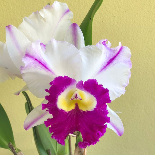Cattleya Alliance - Rlc. Mori Akatsuka 'Kira' - In BLOOM! Cattleya La Foresta Orchids