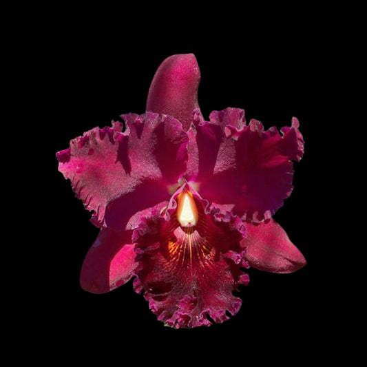 Cattleya Alliance: Rlc. Sachiko Tsugawa 'Volcano Queen' Cattleya La Foresta Orchids 