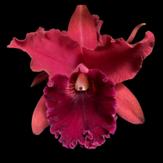 Cattleya Alliance - Rlc. Sharon King 'Volcano Queen' Cattleya La Foresta Orchids 