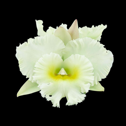 Cattleya Alliance: Rlc. Siam White 'The Best' Cattleya La Foresta Orchids