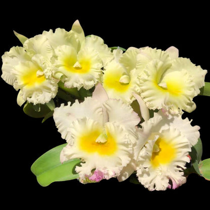 Cattleya Alliance: Rlc. Siam White 'The Best' Cattleya La Foresta Orchids 