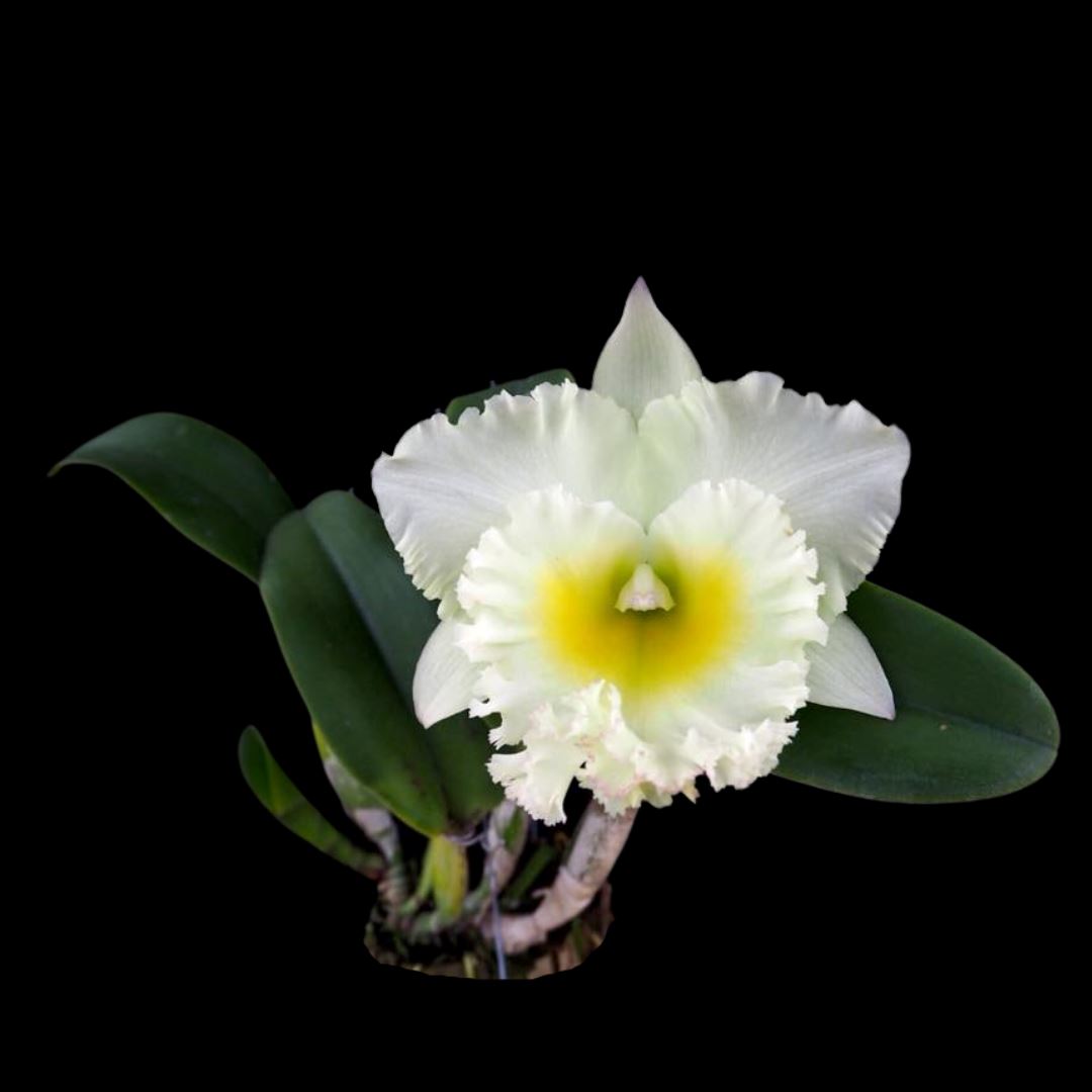 Cattleya Alliance: Rlc. Siam White 'The Best' Cattleya La Foresta Orchids 