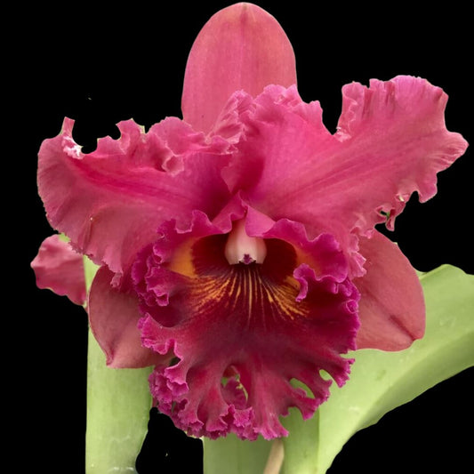 Cattleya Alliance - Rlc. Subprasert Cattleya La Foresta Orchids