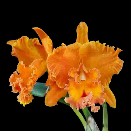 Cattleya Alliance: Rlc. Suvarnabhumi Delight 'Salmon Queen' Cattleya La Foresta Orchids