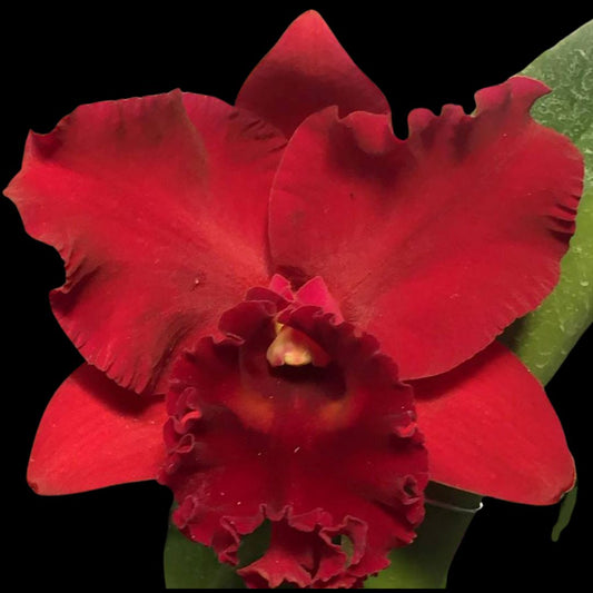 Cattleya Alliance: Rlc. Thaksina Red Cattleya La Foresta Orchids 