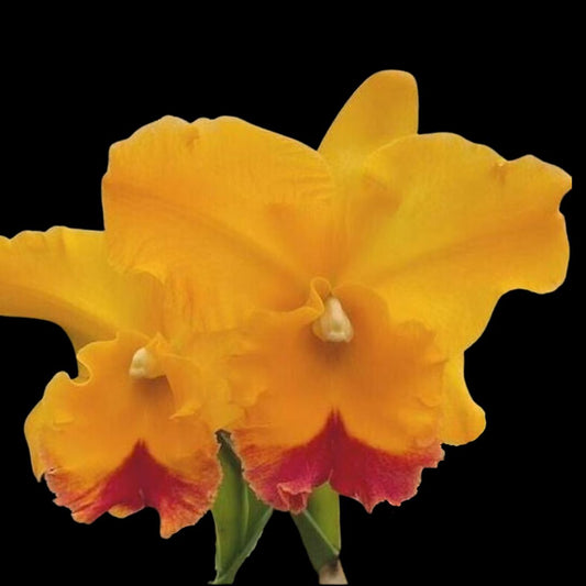 Cattleya Alliance: Rlc. Yasuji Takasaki - In SHEATH! Cattleya La Foresta Orchids