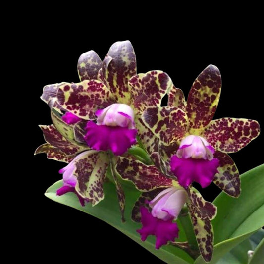 Cattleya Alliance: Rlc. Yuan Dung Python 'Gold Medal' Cattleya La Foresta Orchids