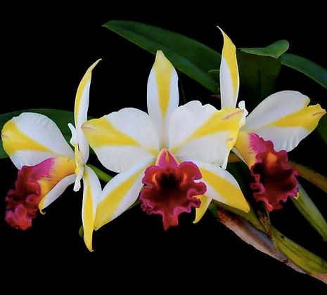 Xxxni olib tashlamasdan ogizda Yetuk ayollar uchun striptizchi