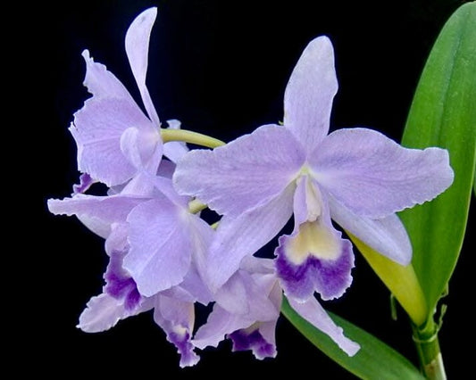 Cattleya Alliance: Rth. Volcano Blue 'Volcano Queen' Cattleya La Foresta Orchids