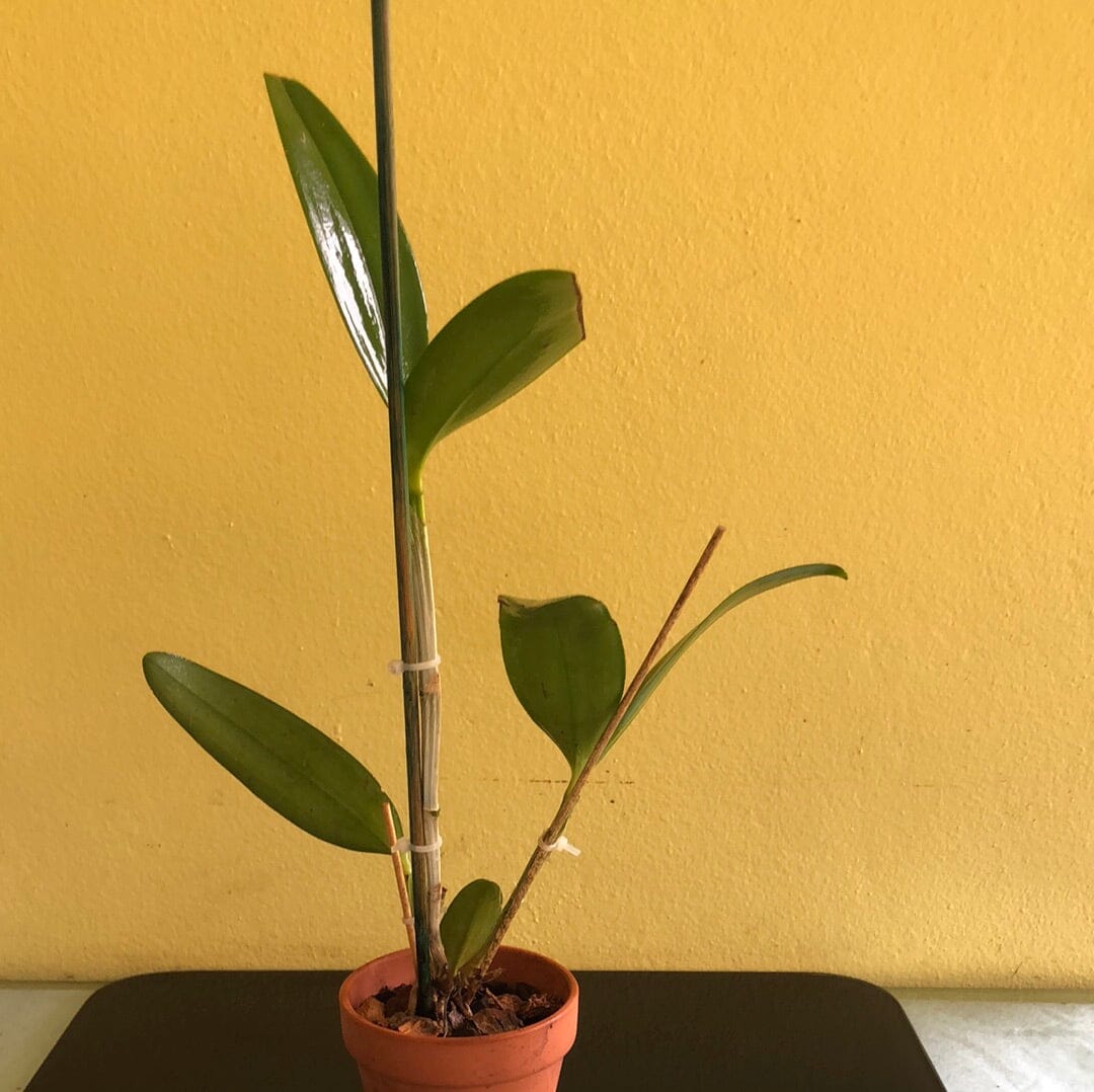 Cattleya amethystoglossa var. coral Cattleya La Foresta Orchids