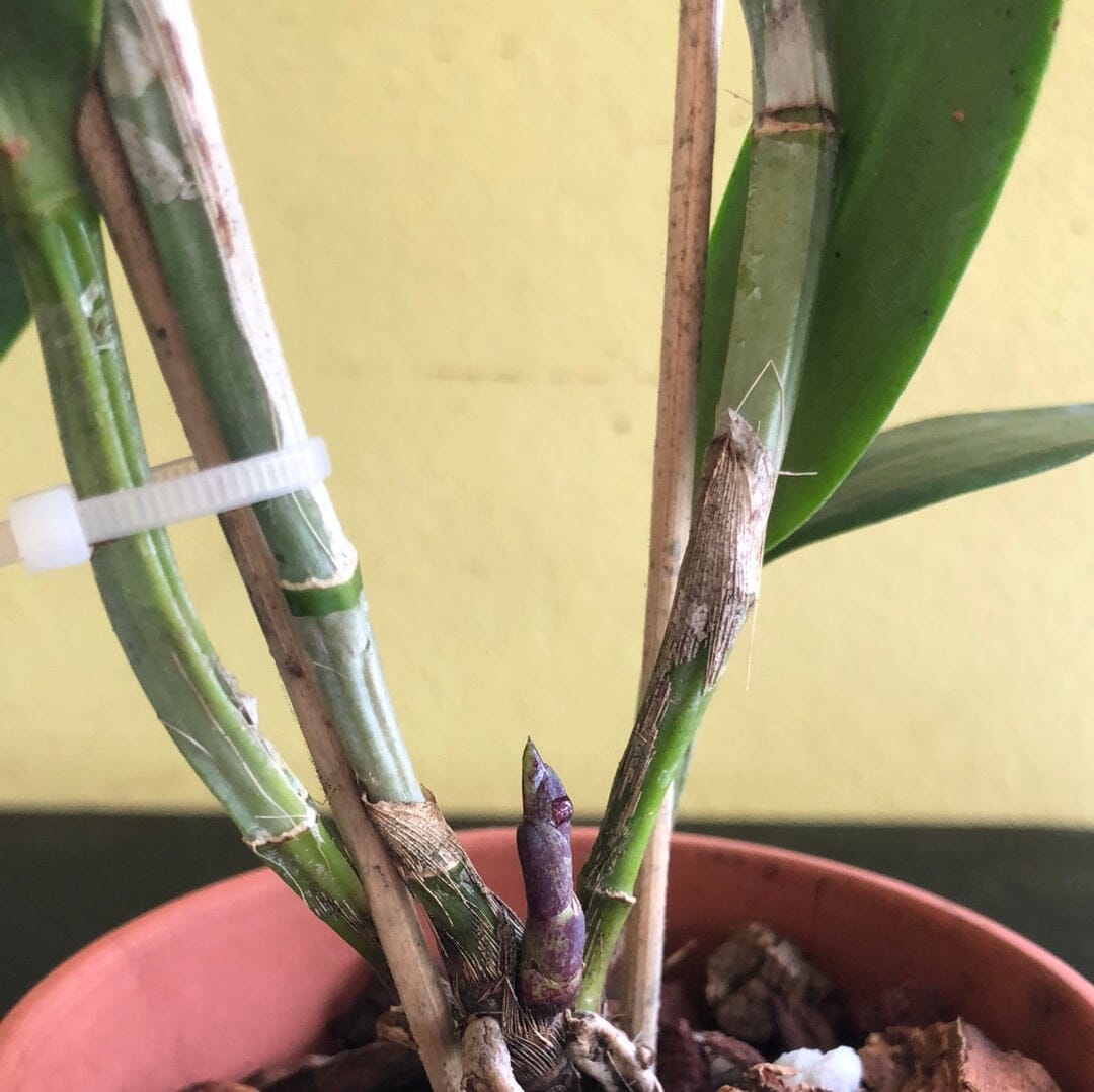 Cattleya amethystoglossa var. flammea Cattleya La Foresta Orchids