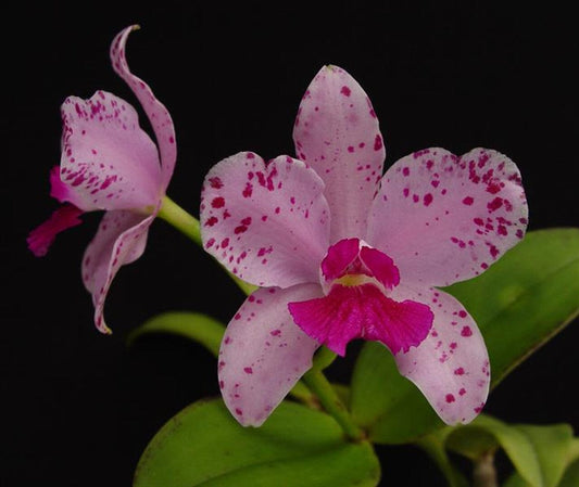 Cattleya amethystoglossa var. tipo '3X' Cattleya La Foresta Orchids