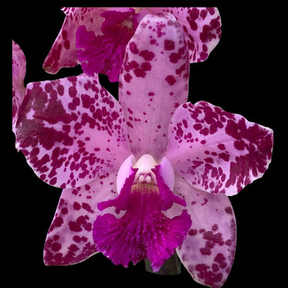 Cattleya amethystoglossa var. tipo '3X' Cattleya La Foresta Orchids 