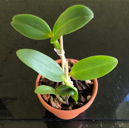 Cattleya amethystoglossa var. tipo '3X' Cattleya La Foresta Orchids 