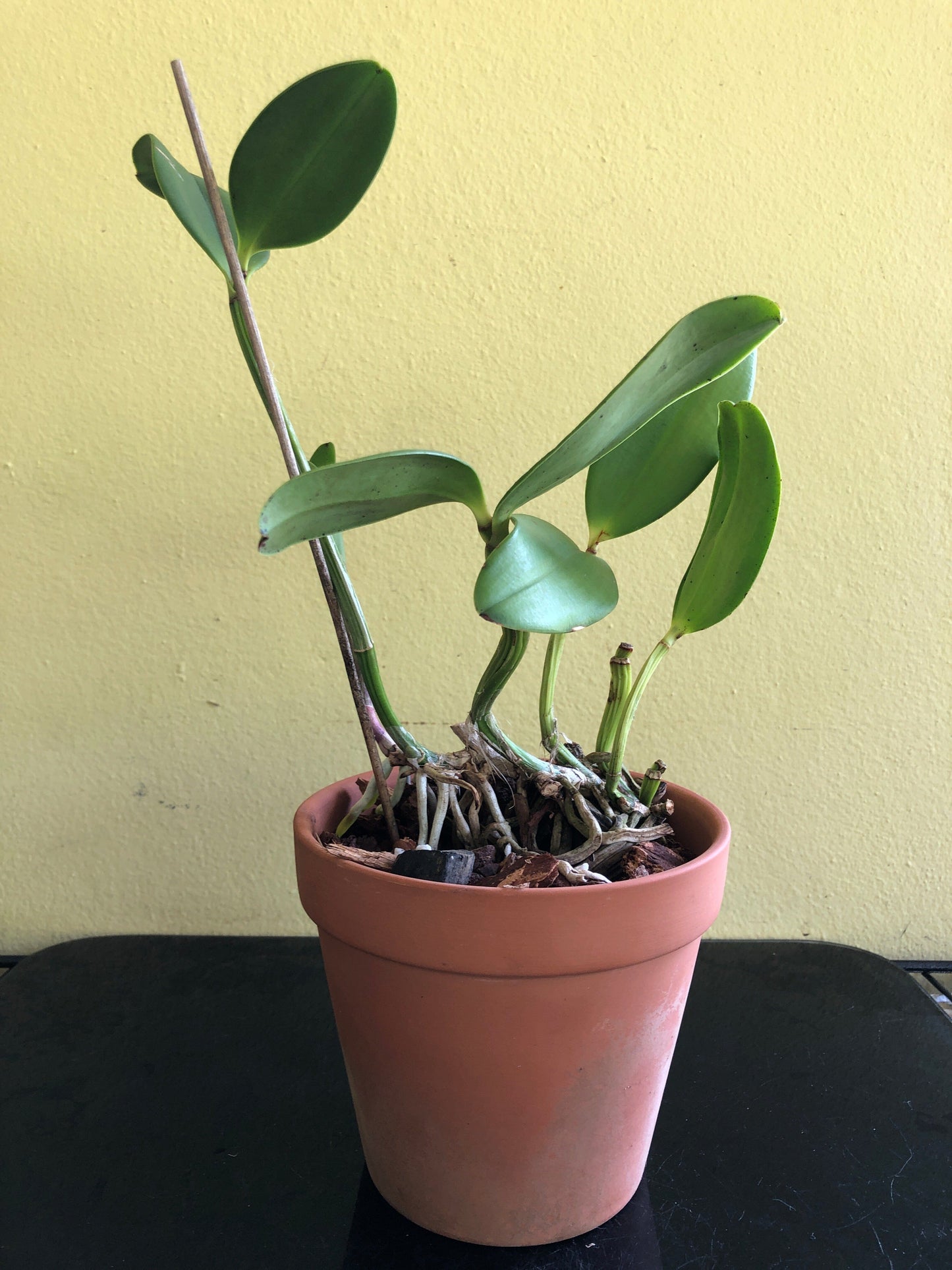 Cattleya bicolor var. coerulea x Cattleya aclandiae var. coerulea Cattleya La Foresta Orchids
