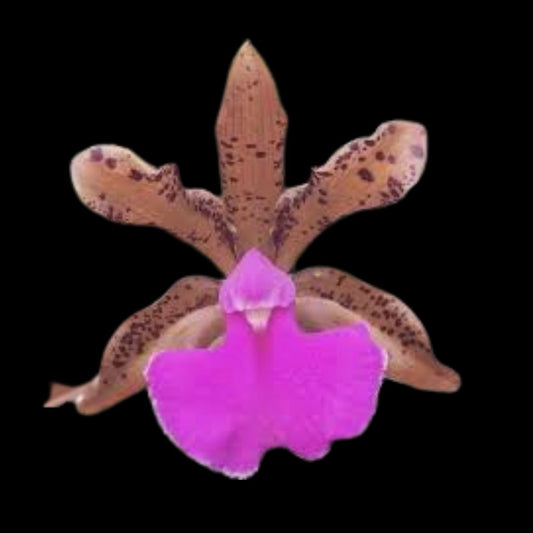 Cattleya bicolor x Cattleya aclandiae Cattleya La Foresta Orchids