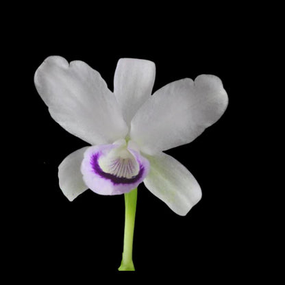 Cattleya bowringiana var. semi alba 'One in a Million' Cattleya La Foresta Orchids 