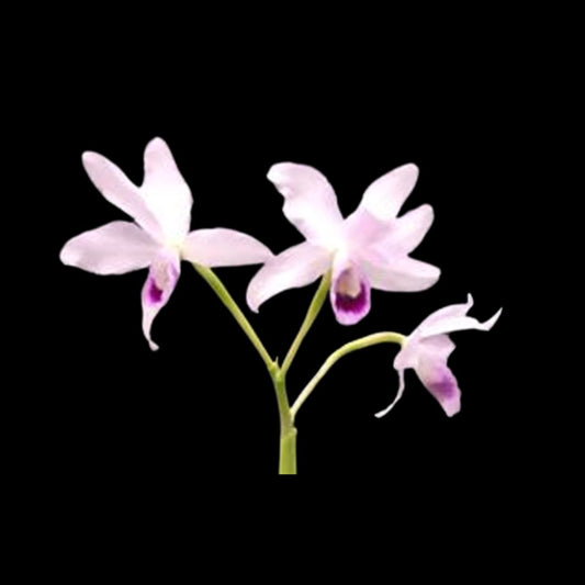 Cattleya bowringiana var. semi alba 'One in a Million' Cattleya La Foresta Orchids