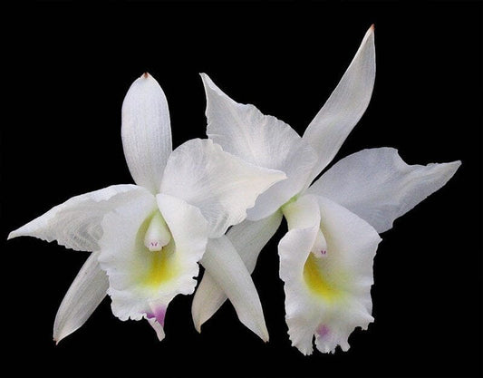 Cattleya candida 'Tsubota Splash' x Laelia anceps 'Bull's Var' Cattleya La Foresta Orchids 