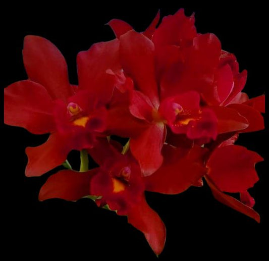 Cattleya Cattlianthe Tutankamen x Lc. Lady Luck - Lcn. JJ Crawley Cattleya La Foresta Orchids