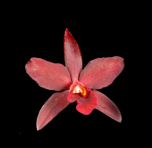 Cattleya Chocolate Drop x Cattleya Mae Hawkins - Cattlianthe Tutankamen Cattleya La Foresta Orchids