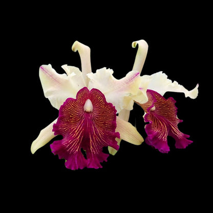 Cattleya dowiana Cattleya La Foresta Orchids 