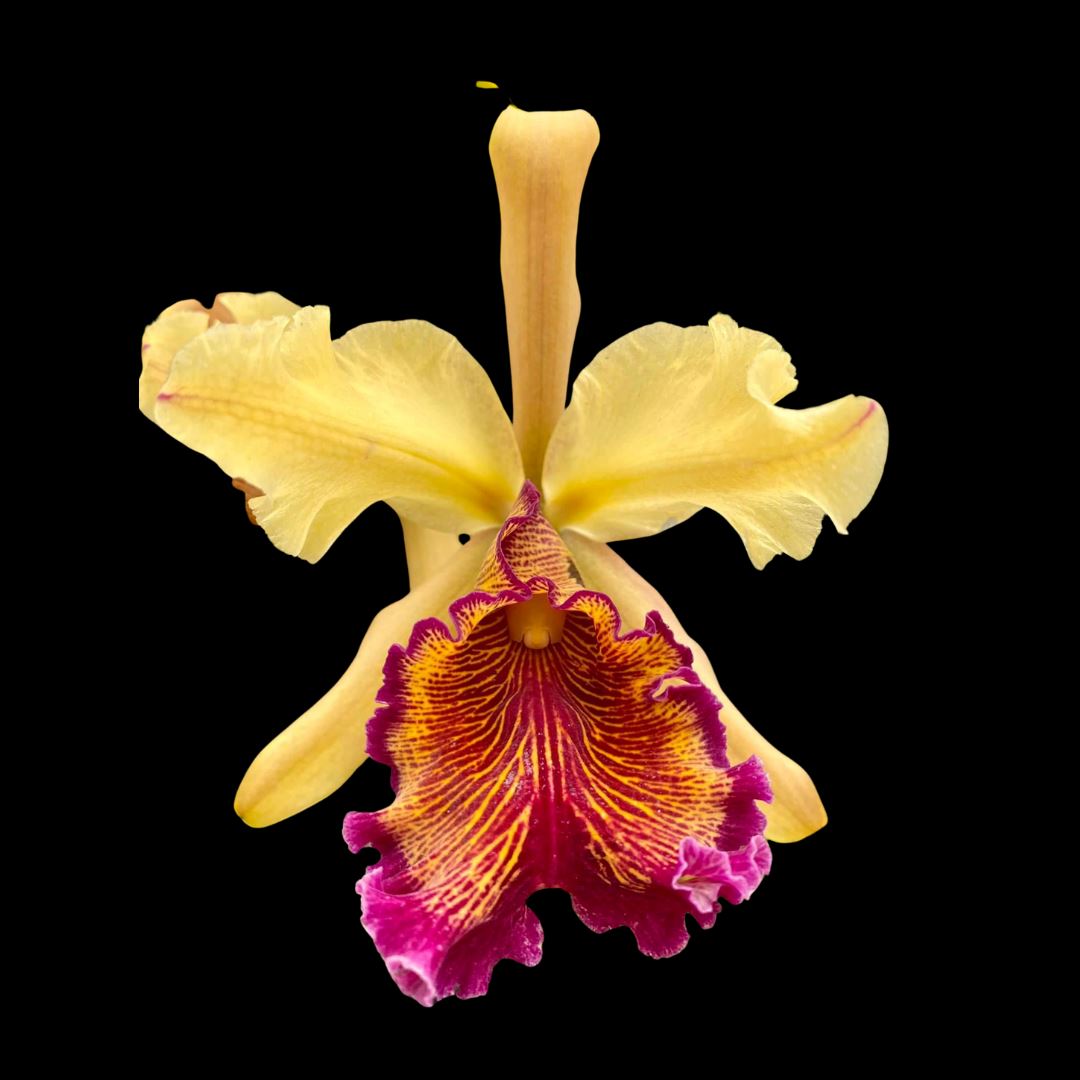 Cattleya dowiana Cattleya La Foresta Orchids NBS 