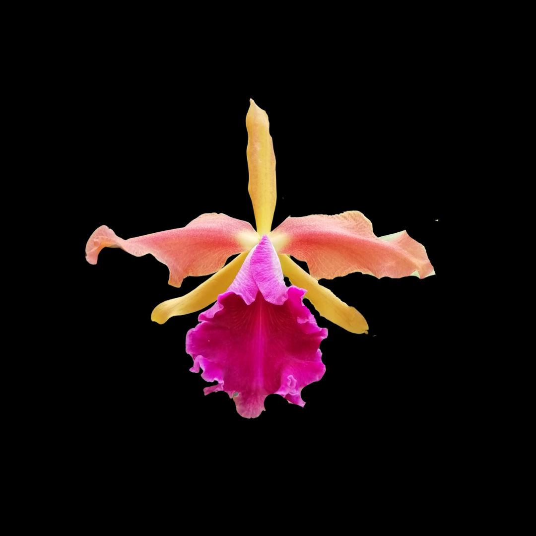 Cattleya dowiana var. aurea x Cattleya tenebrosa var. aurea 4N Cattleya La Foresta Orchids 