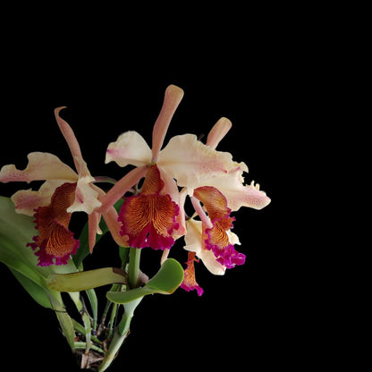 Cattleya dowiana var. rosita 'Kilauea Flame' Cattleya La Foresta Orchids 