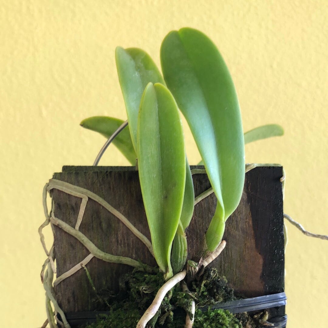 Cattleya dowiana var. rosita 'Kilauea Flame' Cattleya La Foresta Orchids 