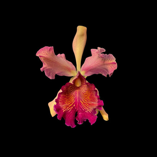 Cattleya dowiana var. rosita 'Red Baron' Cattleya La Foresta Orchids