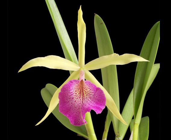 Cattleya dowiana x Brassavola nodosa - Cattleya Saint Andre Cattleya La Foresta Orchids