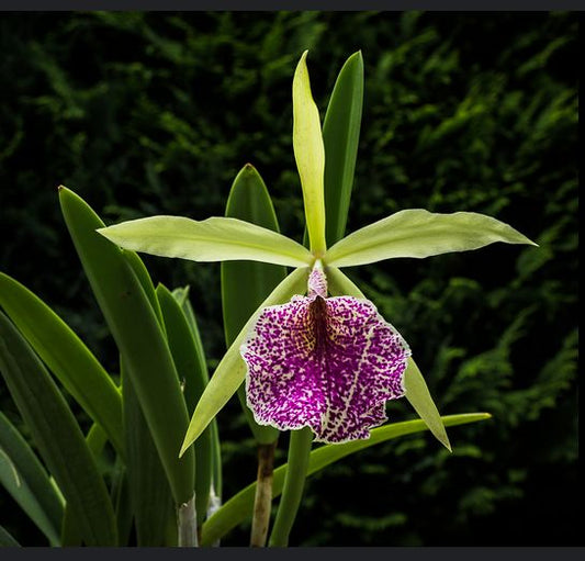Cattleya dowiana x Brassavola nodosa - Cattleya Saint Andre Cattleya La Foresta Orchids