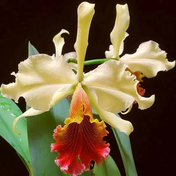 Cattleya dowiana x Cattleya rex - Cattleya Triumphans – La Foresta