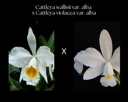 Cattleya eldorado var. alba × Cattleya violacea var. alba Cattleya La Foresta Orchids 