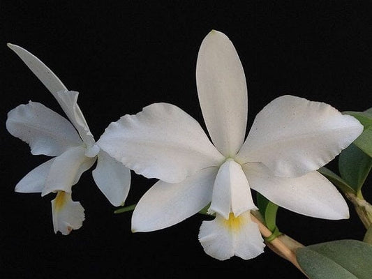 Cattleya eldorado var. alba × Cattleya violacea var. alba Cattleya La Foresta Orchids