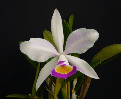 Cattleya eldorado var. alba × Cattleya violacea var. alba Cattleya La Foresta Orchids 