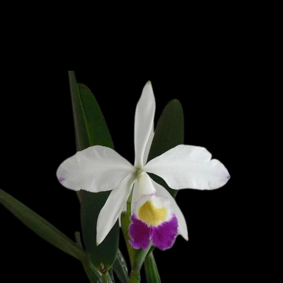 Cattleya eldorado var. semi alba Cattleya La Foresta Orchids var. semi alba 