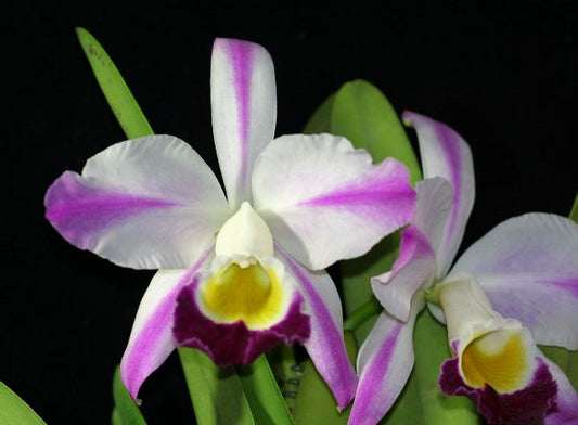 Cattleya eldorado var. semi alba Cattleya La Foresta Orchids var. semi alba Flamea 'Fairy' 