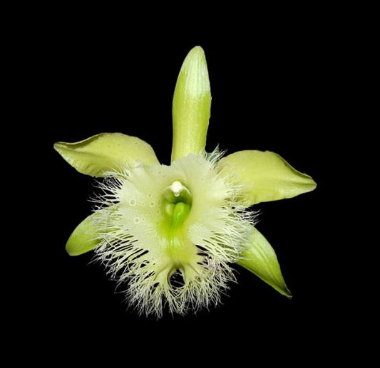 Cattleya Epicattleya René Marqués × Rhyncholaelia digbyana Cattleya La Foresta Orchids