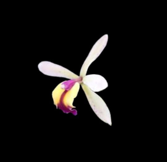 Cattleya Epicattleya René Marqués × Rhyncholaelia digbyana Cattleya La Foresta Orchids