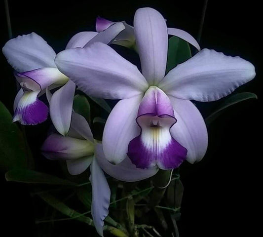Cattleya Eximia var. coerulea x Cattleya violacea var. coerulea Cattleya La Foresta Orchids 