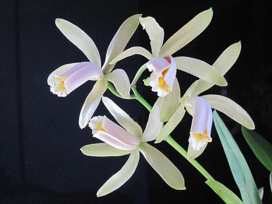 Cattleya forbesii var. alba Cattleya La Foresta Orchids