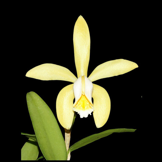 Cattleya forbesii var. aurea Cattleya La Foresta Orchids