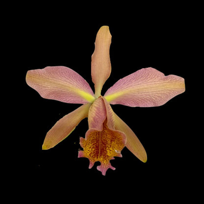 Cattleya forbesii var. aurea x Cattleya dowiana var. aurea Cattleya La Foresta Orchids 