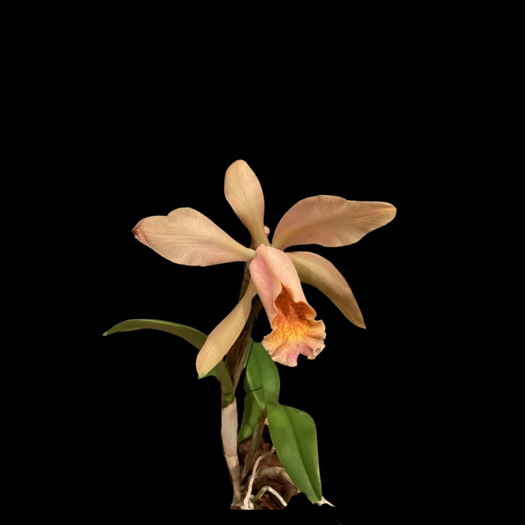 Cattleya forbesii var. aurea x Cattleya dowiana var. aurea Cattleya La Foresta Orchids 