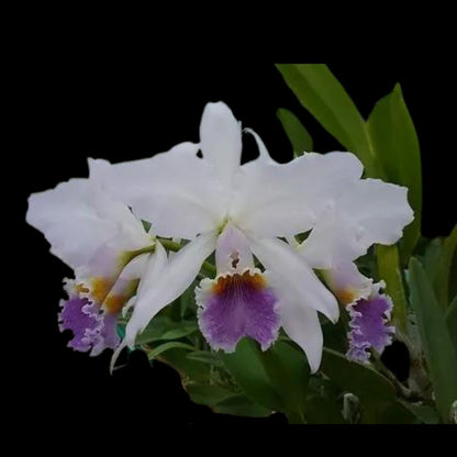 Cattleya gaskelliana var. coerulea x Cattleya mossiae var. coerulea Cattleya La Foresta Orchids 